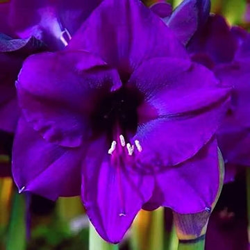 Purple Amaryllis Seeds - Flower Plant