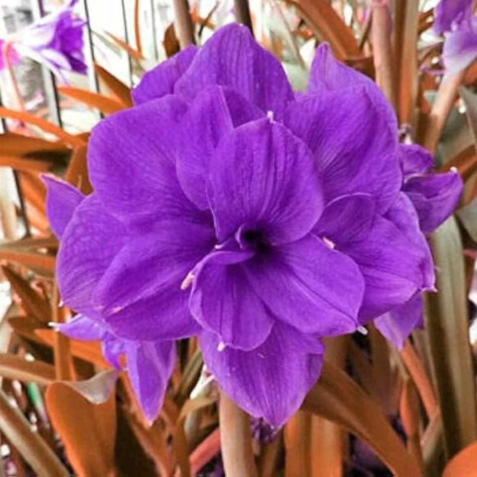 Purple Amaryllis Seeds - Flower Plant
