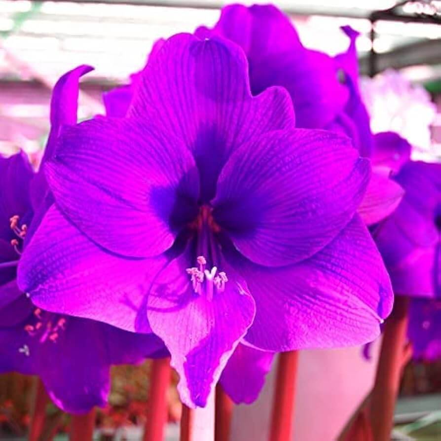 Purple Amaryllis Seeds - Flower Plant