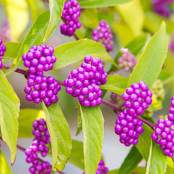 Purple American Beautyberry Seeds - Fruit Plant