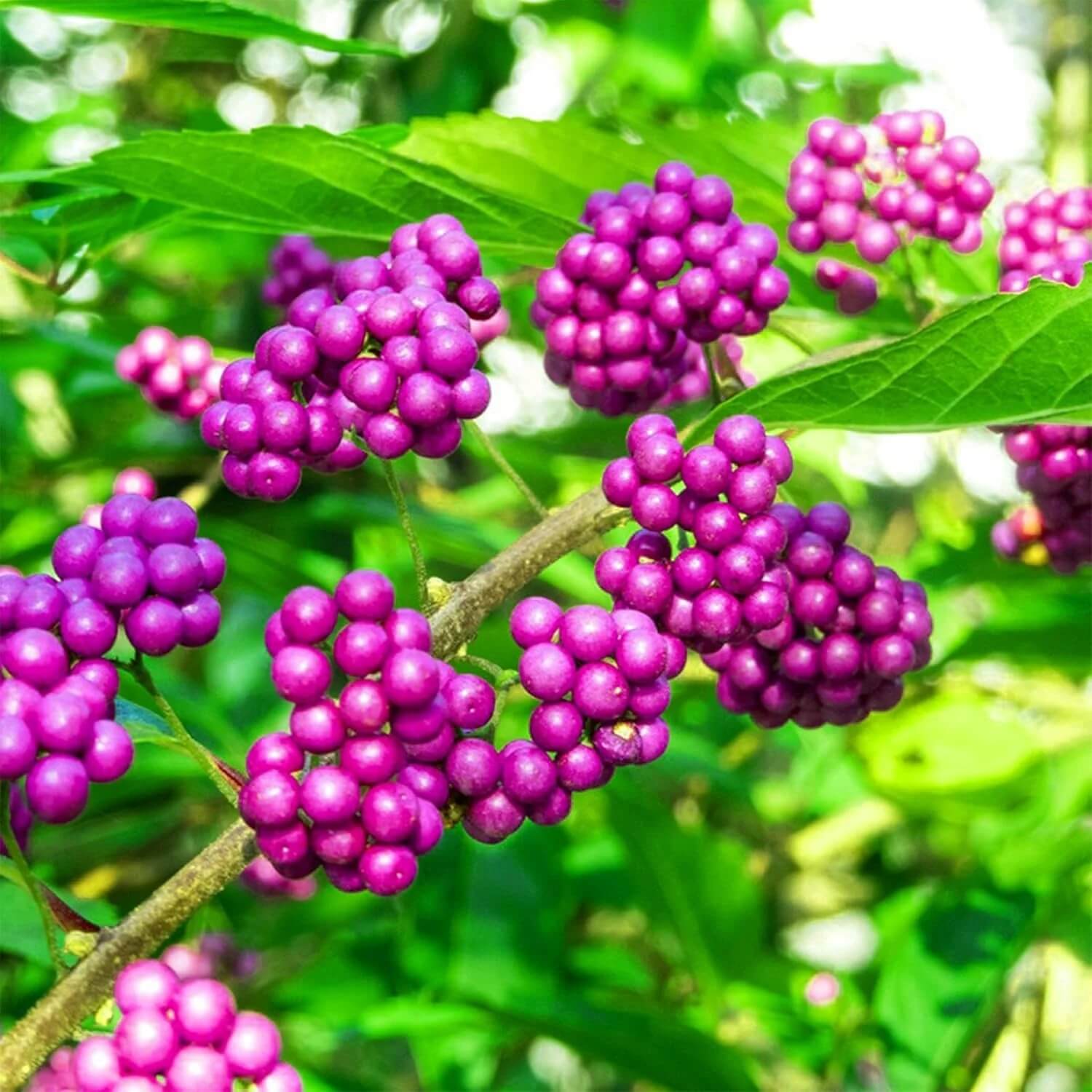 Purple American Beautyberry Seeds - Fruit Plant