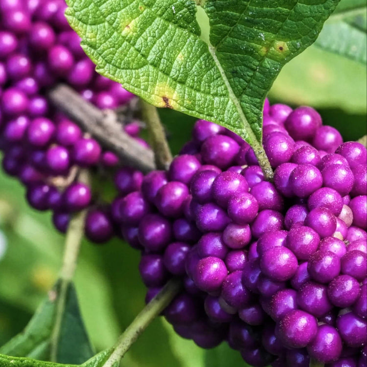 Purple American Beautyberry Seeds - Fruit Plant