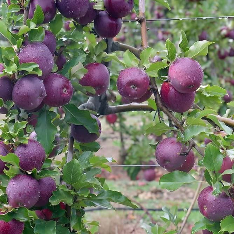 Purple Apple Seeds