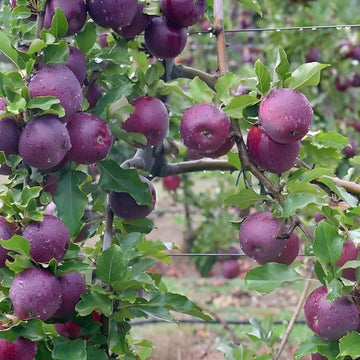 Purple Apple Seeds