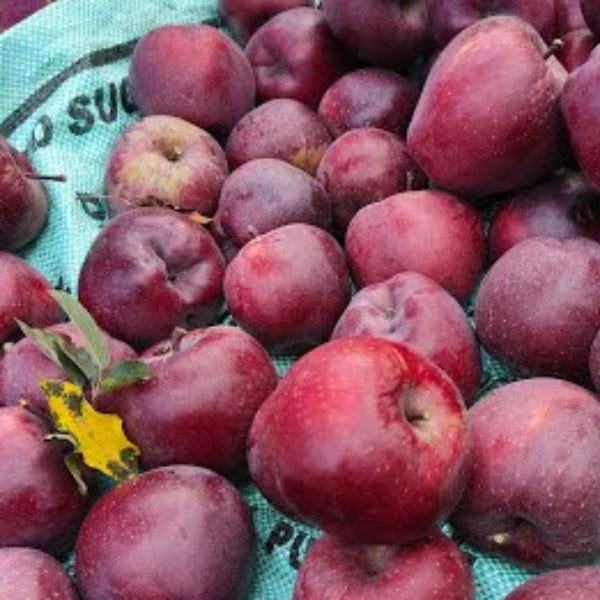 Purple Apple Seeds