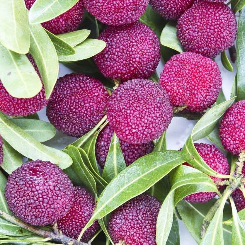 Purple Arbutus Bayberry Seeds