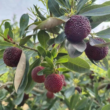 Purple Arbutus Bayberry