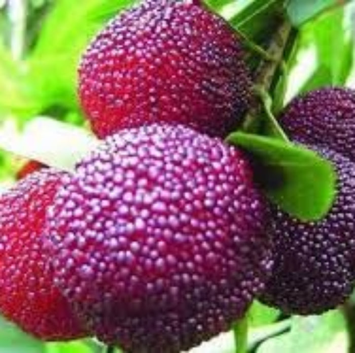 Purple Arbutus Bayberry Seeds