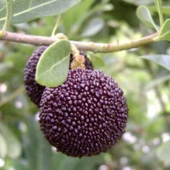 Purple Arbutus Bayberry Seeds