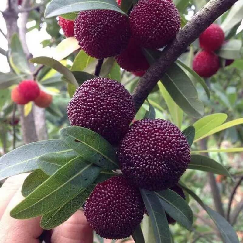 Purple Arbutus Bayberry Seeds 