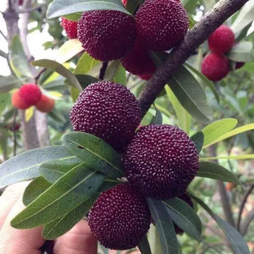 Purple Arbutus Bayberry Seeds 