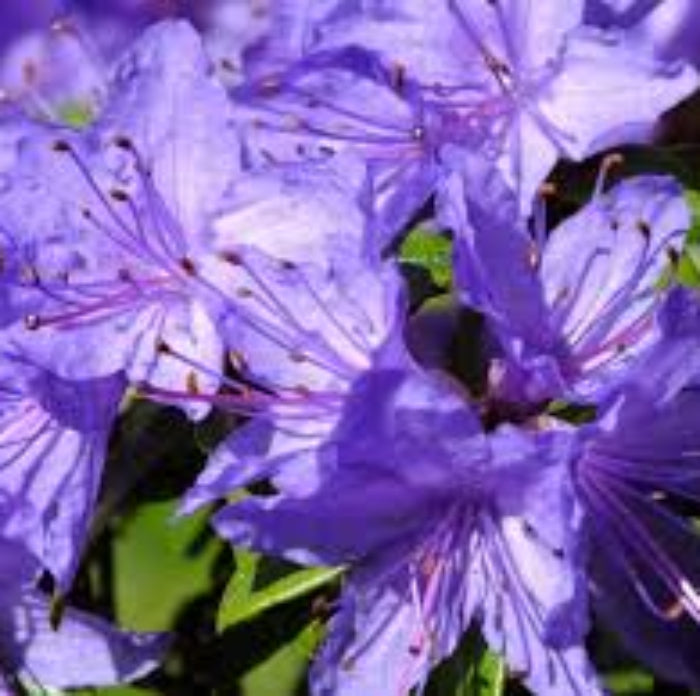 Purple Azalea Seeds 