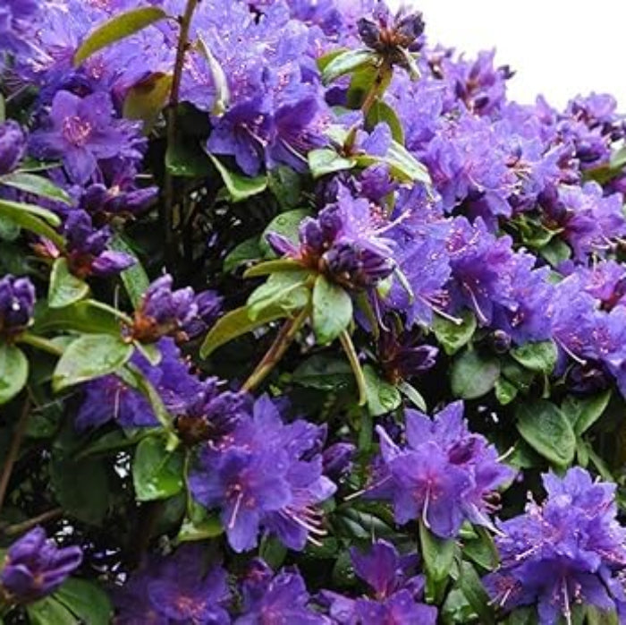 Purple Azalea Seeds 