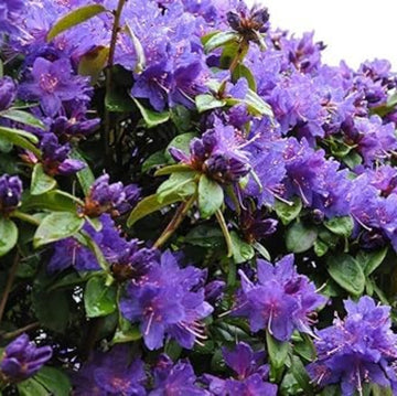 Purple Azalea Seeds 