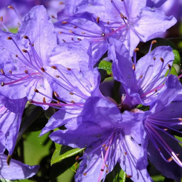 Purple Azalea Seeds 