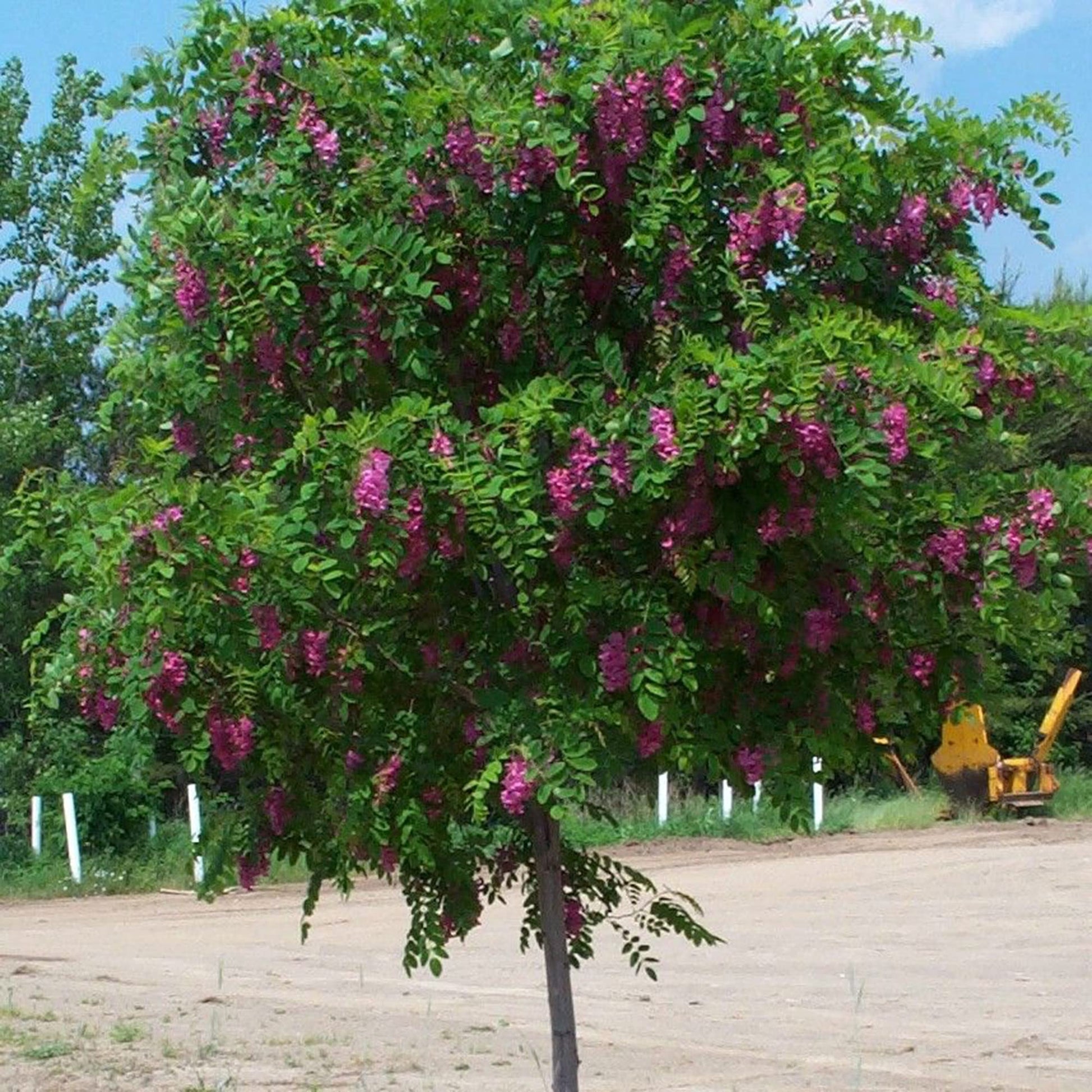 Purple Bloom Black Locust Seeds