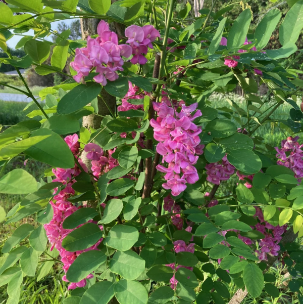 Purple Bloom Black Locust Seeds