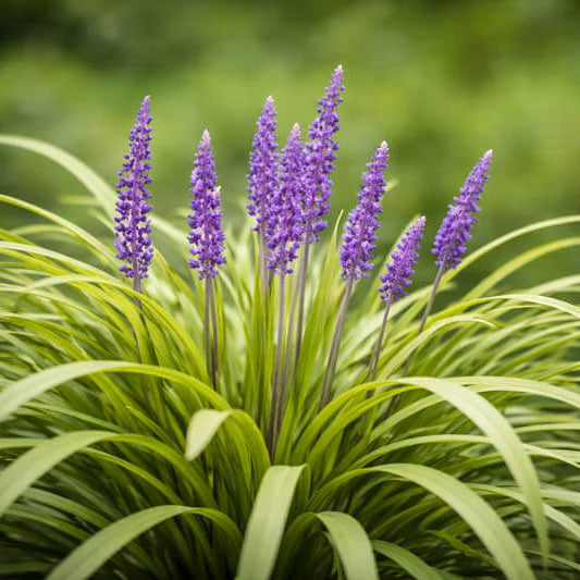 Purple Bloom Liriope Seeds
