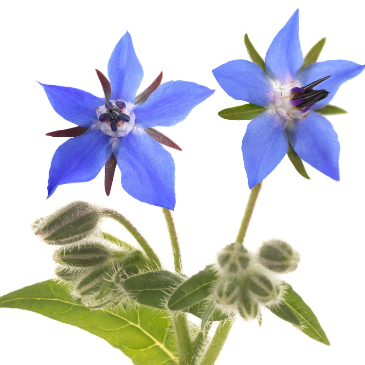 Purple Borage Seeds 