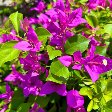 Purple Bougainvillea Seeds - Flower Plant
