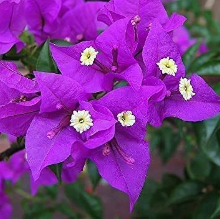 Purple Bougainvillea Seeds - Flower Plant