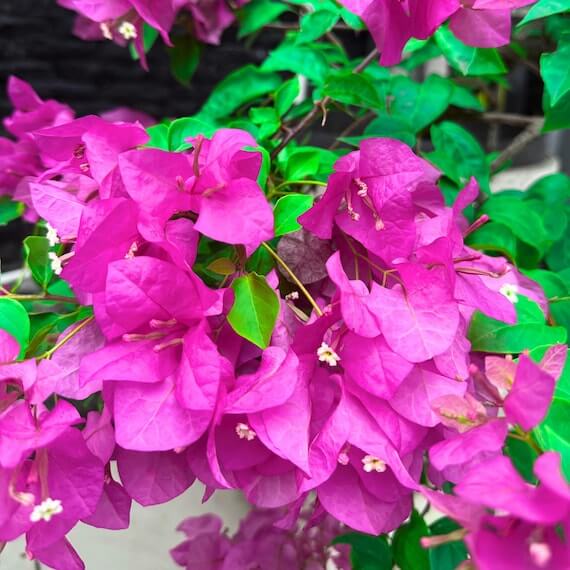Purple Bougainvillea Seeds - Flower Plant