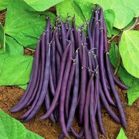 Purple Bush Bean Seeds
