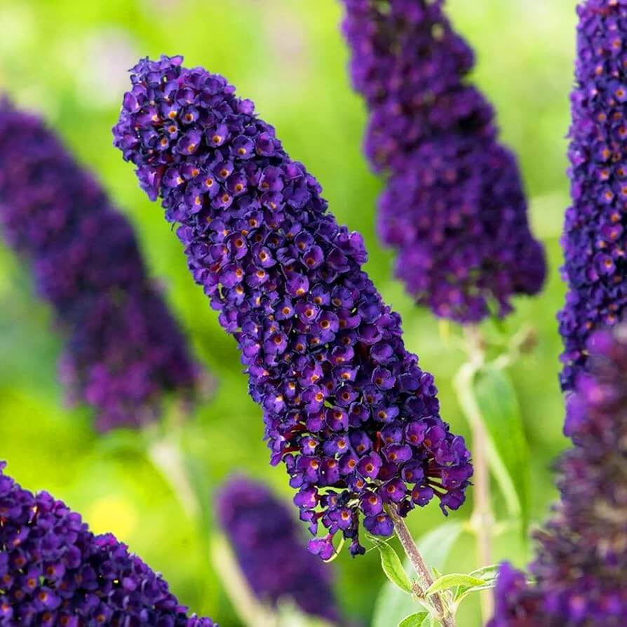 Purple Butterfly Bush Buddleia Davidii Seeds 