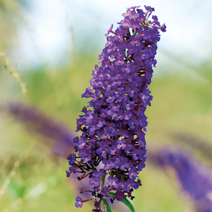 Purple Butterfly Bush Seeds