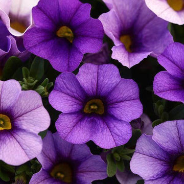 Purple Calibrachoa Seeds