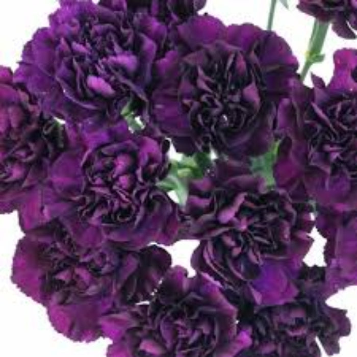 Purple Carnation Seeds