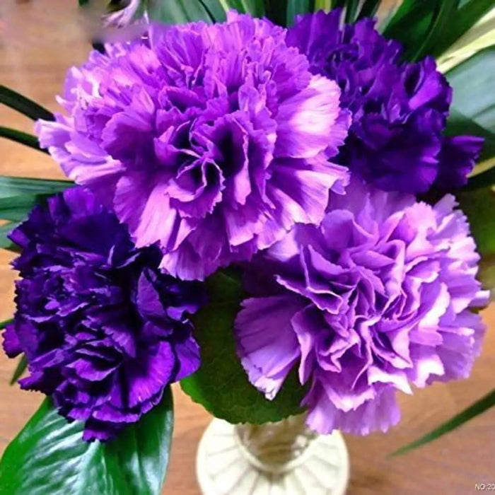 Purple Carnation Seeds