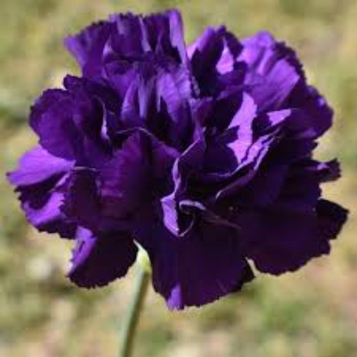 Purple Carnation Seeds