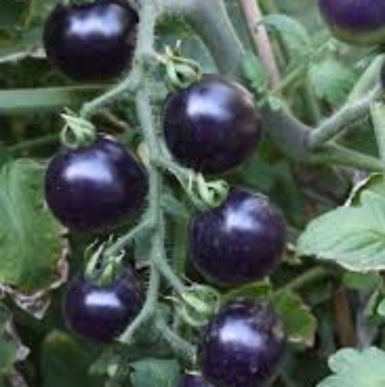 Purple Cherry Tomato Seeds 