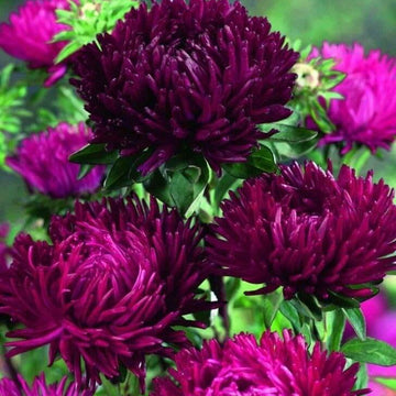 Purple China Aster Seeds – Wildflower Mix