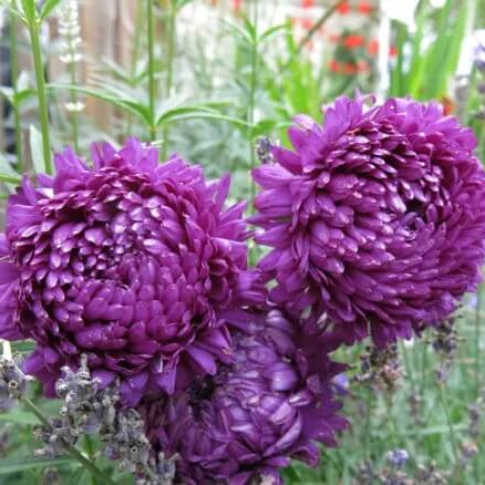 Purple China Aster Seeds – Wildflower Mix