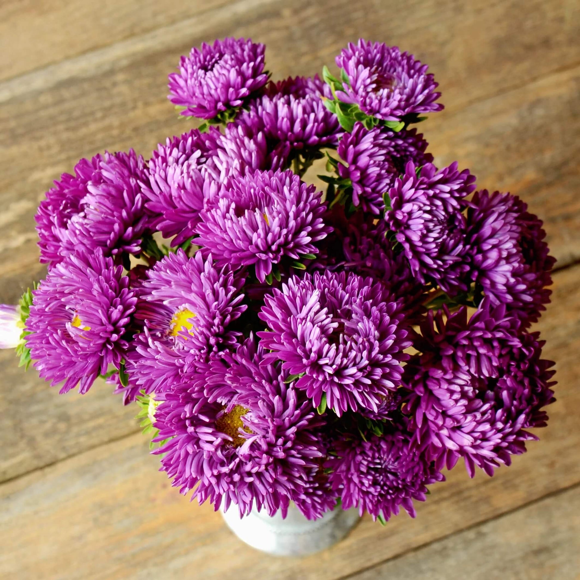 Purple China Aster Seeds – Wildflower Mix