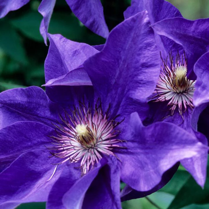 Purple Clematis Seeds 