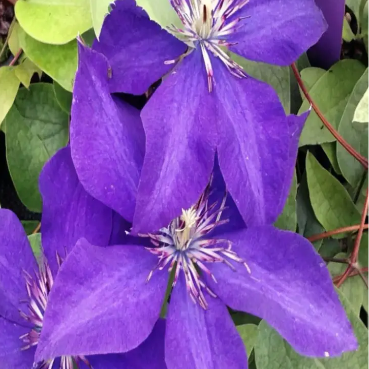 Purple Clematis Seeds 