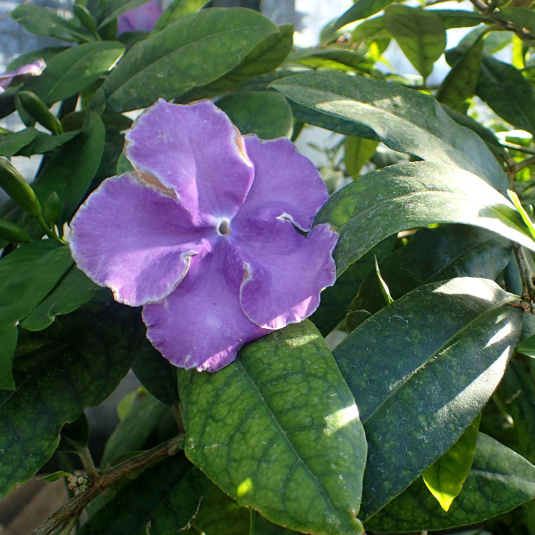 Purple Cottage Brunfelsia Pauciflora Seeds