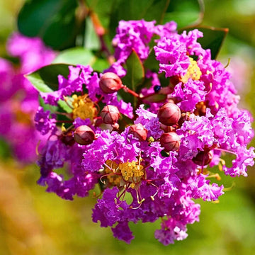 Purple Crepe Myrtle Lagerstroemia indica Seeds 