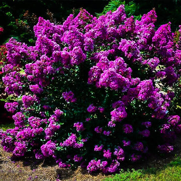 Purple Crepe Myrtle Lagerstroemia indica Seeds 