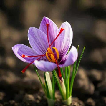 Purple Crocus Seeds