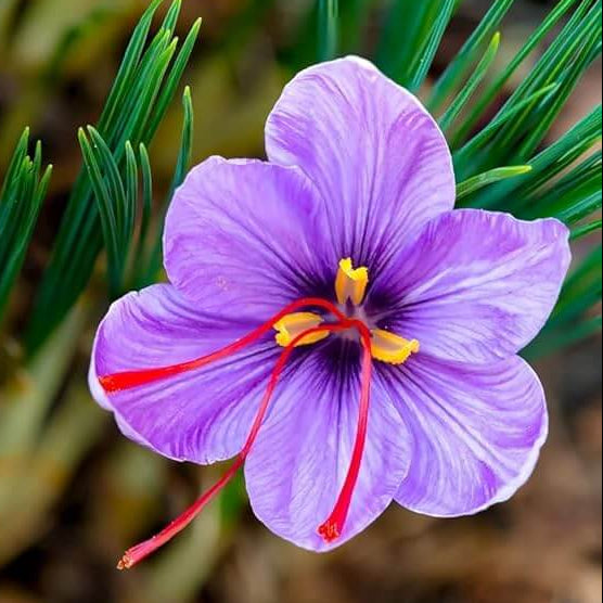 Purple Crocus Seeds