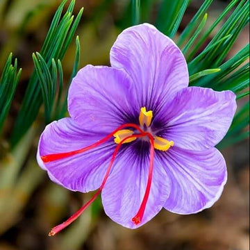 Purple Crocus Seeds