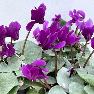 Purple Cyclamen Seeds - Flower Plant