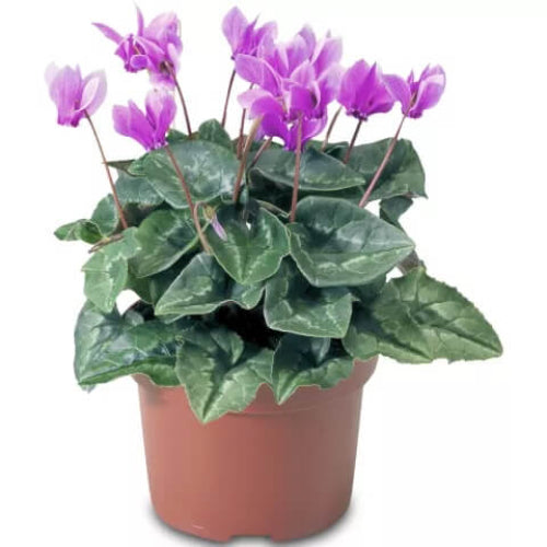 Purple Cyclamen Seeds - Flower Plant