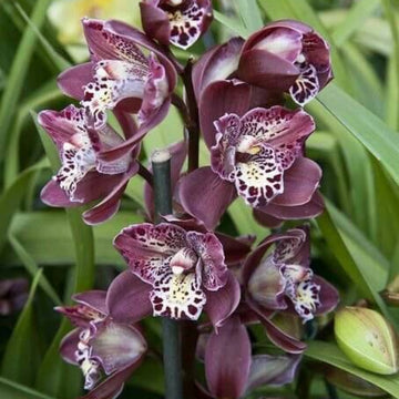 Purple Cymbidium Orchid Seeds 