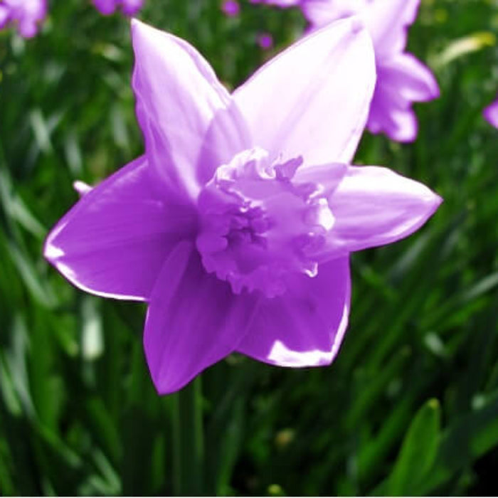Purple Daffodils Seeds