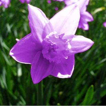 Purple Daffodils Seeds